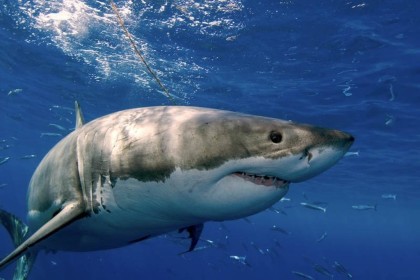 Great White Whark