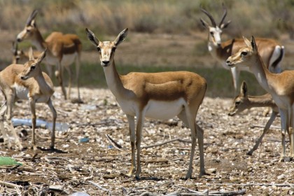 Biodiversity of Azerbaijan: Animal Kingdom