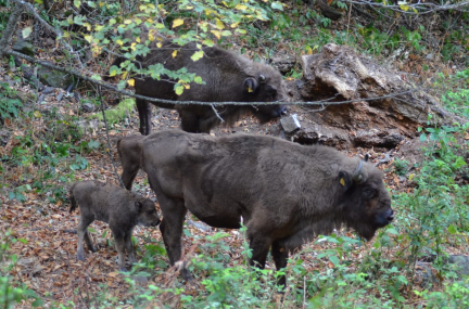 Another Bison was Born in Shahdag National Park