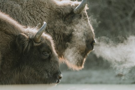 European Bison Released into the Wild of Shahdag National Park