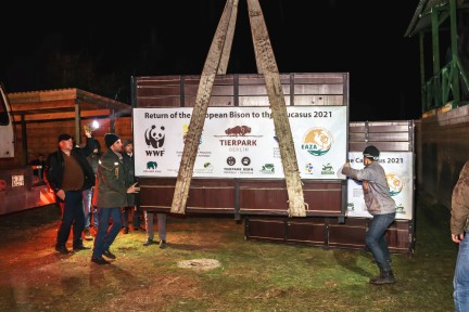 More Bison Arrive in Shahdag National Park