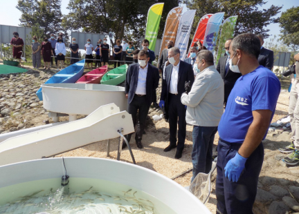 Fish Juveniles Release in the Lesser Gizilaghaj Bay