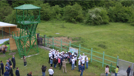 Return of the European Bison to the South Caucasus