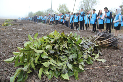 Fruit Gardens Established in Oghuz District