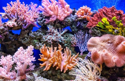 Coral Reefs: Wealth and Vulnerability