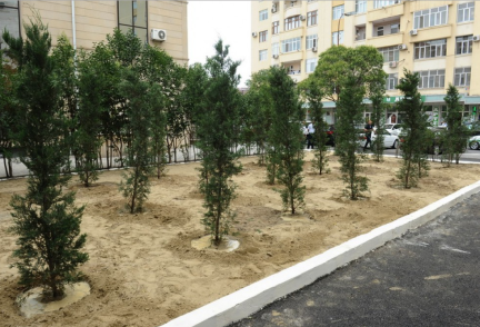 IDEA Initiative Restores Green Spaces on Asif Maharramov Street