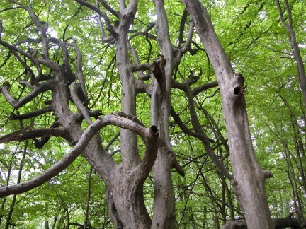 Flora of Azerbaijan