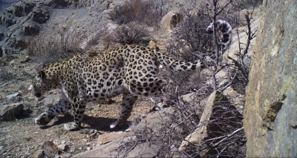 Azerbaijan’s Biodiversity Suffers a Major Loss