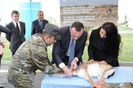 On başdan ibarət ceyran sürüsünün Gürcüstana reintroduksiyası həyata keçirilmişdir