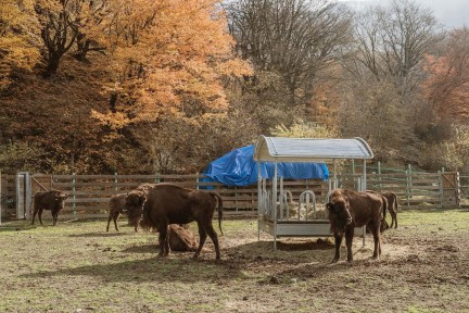 Another 10 Bison were Brought to Azerbaijan as Part of the Bison Reintroduction Project